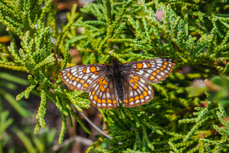 Silver bordered fritillary
