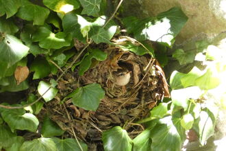 Wren Nest