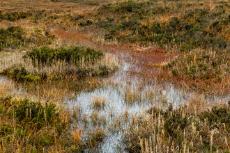 Photo of a wet peatland bog