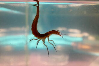 Diving beetle larvae