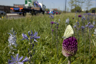 Roadside flowers