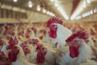 A large group of farmed chickens in a large barn