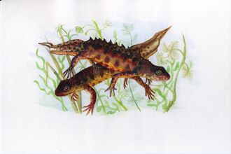 Great crested newts swimming
