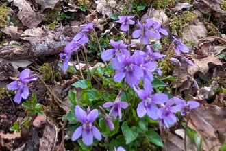 Violets growing among decaying leaves 