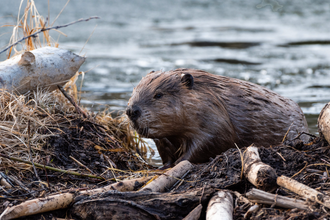 Beaver moving out of the water on to it's lodge
