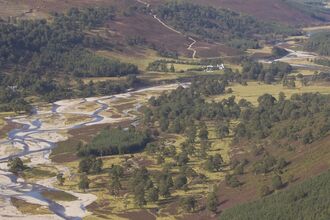 Rewilding pine wood in Glenfeshie, Scotland