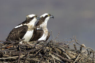 Dyfi Ospreys on the nest
