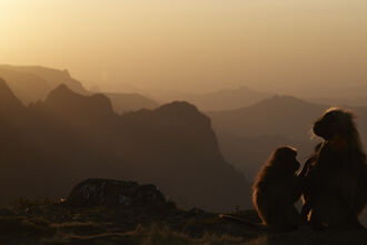 Grooming Geladas at sunset  Copyright Mark Sisson