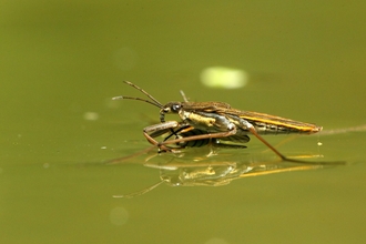 Pond skater