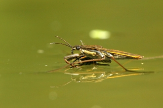 Pond skater