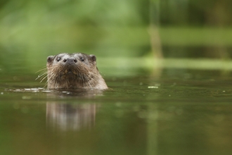 River Otter