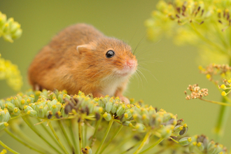 Harvest Mouse