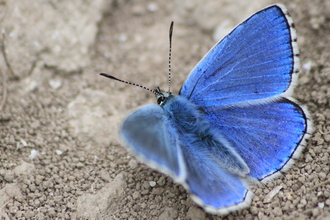 Adonis blue - Tom Hibbert