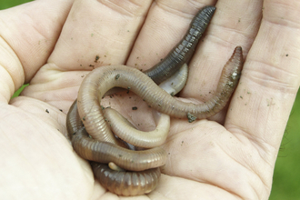 Earthworms in the hand