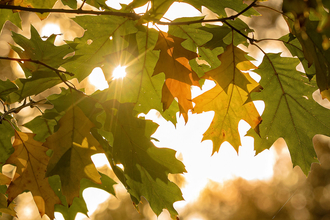 Autumn leaves