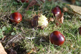conkers on ground
