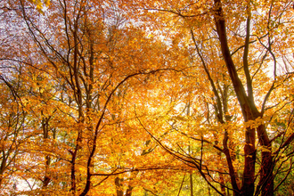 Beech trees in autumn