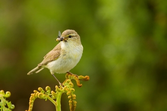 Willow Warbler