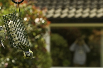 Blue tit feeder Feed the Birds