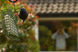 Bird feeder starling