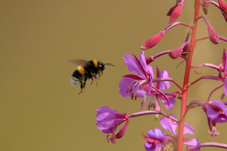 Bee Meadow