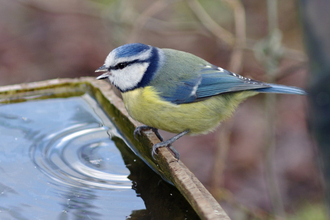 Blue tit drinking