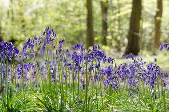 Bluebells