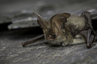 Brown long eared bat (c)Tom Marshall