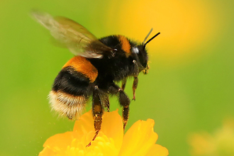 Buff-tailed bumblebee