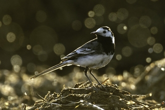 Pied wagtail