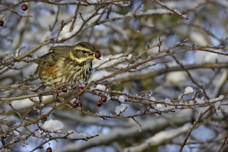 Redwing