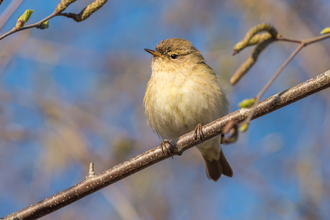 Chiff chaff