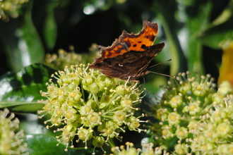 Comma on ivy