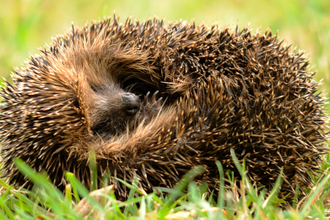 Hedgehog