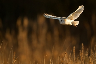 Barn owl