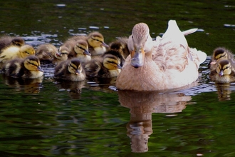 Mallard with ducklings