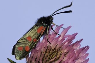 Six-spot burnet