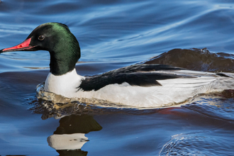 A male Goosander floating on a lake c Bob Coyle