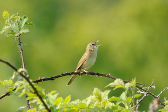 Grasshopper warbler