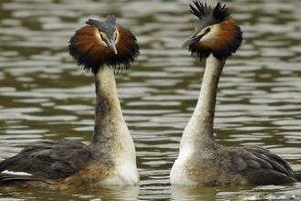 Great crested grebes