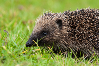 The side profile of a young hedgehog in bright green grass