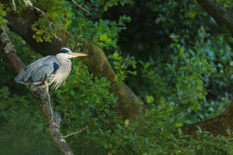 Grey heron