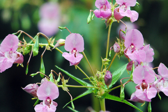 Himalayan balsam