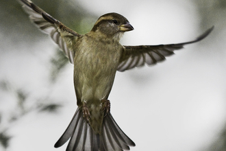 House sparrow