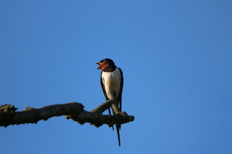 Swallow