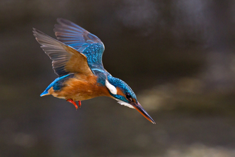 Kingfisher