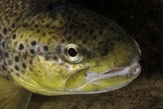 Brown trout