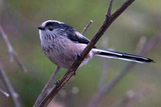 Long tailed tit