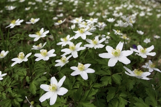 Wood anemone