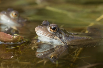 Common frog